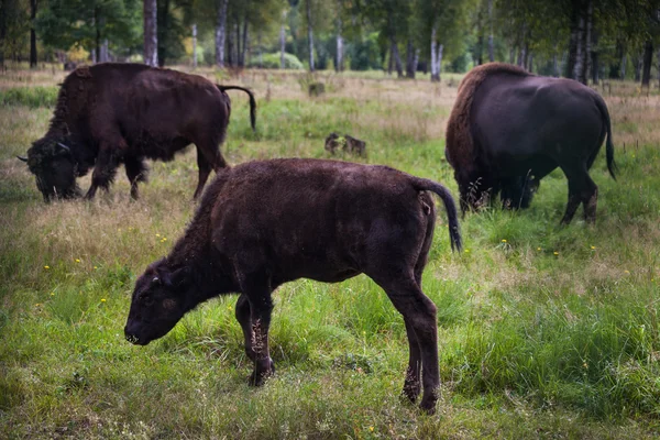 Bisontes americanos sobre hierba — Foto de Stock