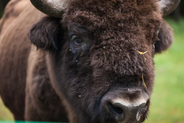 Gran Bisonte americano — Foto de Stock