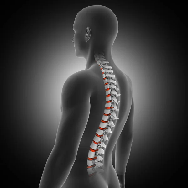 Render Medical Background Male Figure Spine Discs Highlighted — Stock Photo, Image