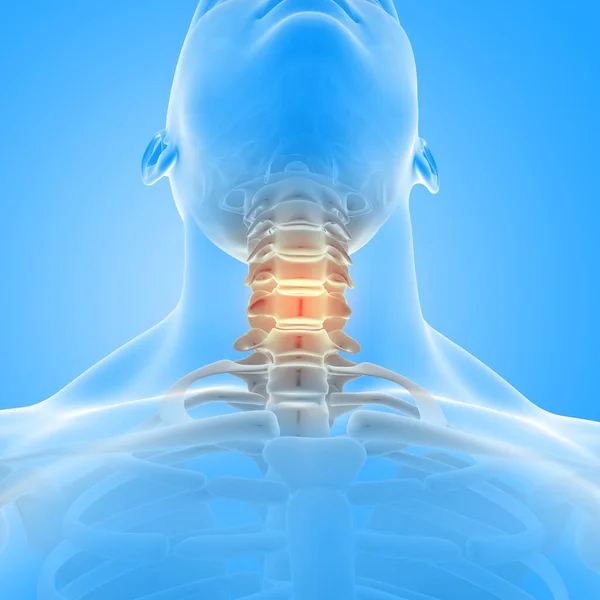 首の骨が強調された男性の医療図の3Dレンダリング — ストック写真