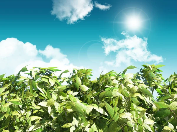 Render Leaves Sunny Blue Sky Background — Stock Photo, Image