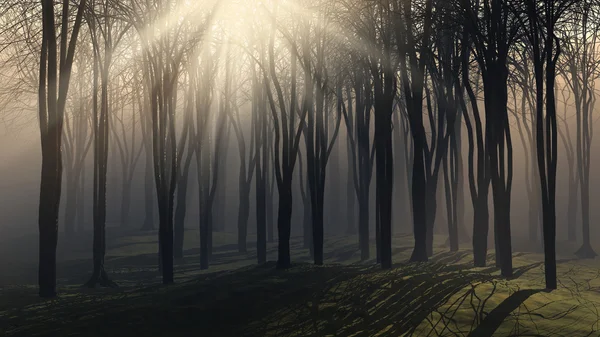 Sfondo spettrale di alberi in una giornata di sole nebbioso — Foto Stock