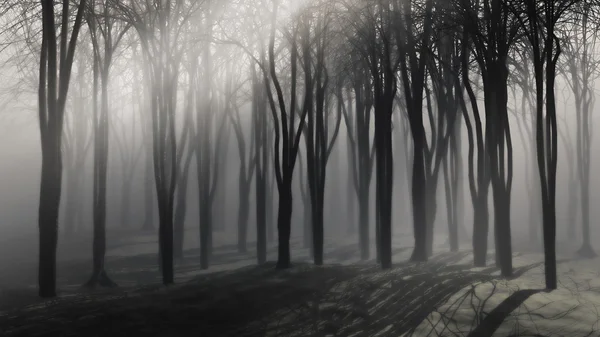Sfondo spettrale di alberi in una notte nebbiosa — Foto Stock