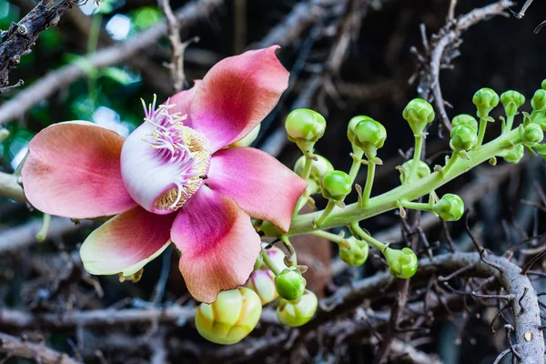 Kanonenkugel Blume oder Sal Blume — Stockfoto