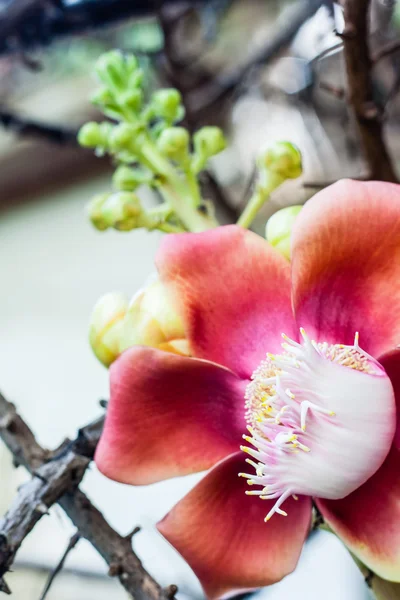 Flor de canhão ou Sal flor — Fotografia de Stock