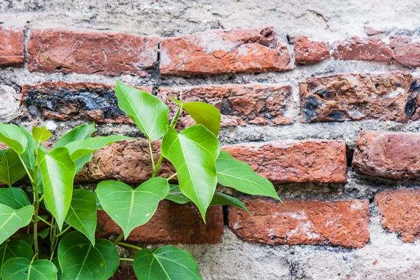 Croissance des arbres sur le mur de briques — Photo