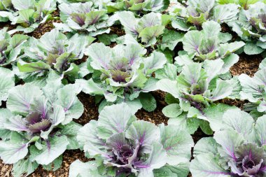 Günlük beslenmek için organik taze karalahana yeşili.