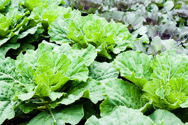 Günlük beslenmek için organik taze karalahana yeşili.