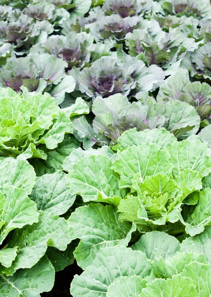 Collardo Fresco Biologico Verde Giardino Esigenze Nutrizionali Quotidiane — Foto Stock