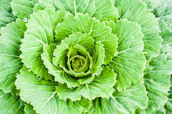 Organiczne Świeże Collard Zielony Ogrodzie Dla Codziennych Potrzeb Żywieniowych — Zdjęcie stockowe