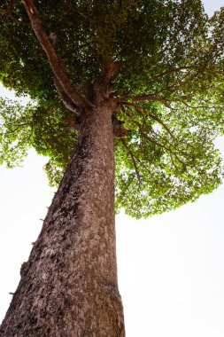 Ağaç gövdesinden büyük bir ağacın yeşil yapraklarına kadar. Parktaki temiz çevre. Yeşil bitkiler oksijen verir. Güneşli bir günde küçük yapraklı orman ağacı.