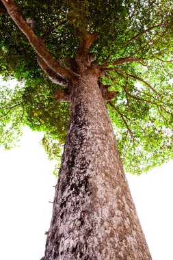 Ağaç gövdesinden büyük bir ağacın yeşil yapraklarına kadar. Parktaki temiz çevre. Yeşil bitkiler oksijen verir. Güneşli bir günde küçük yapraklı orman ağacı.