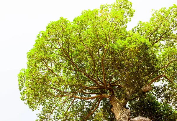 Bottom View Tree Trunk Green Leaves Big Tree Fresh Environment — Stock Photo, Image