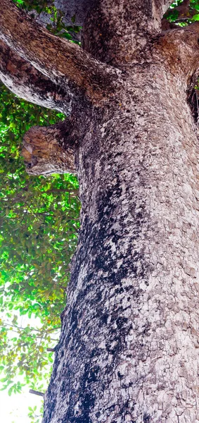 Bottom View Tree Trunk Green Leaves Big Tree Fresh Environment — Stock Photo, Image