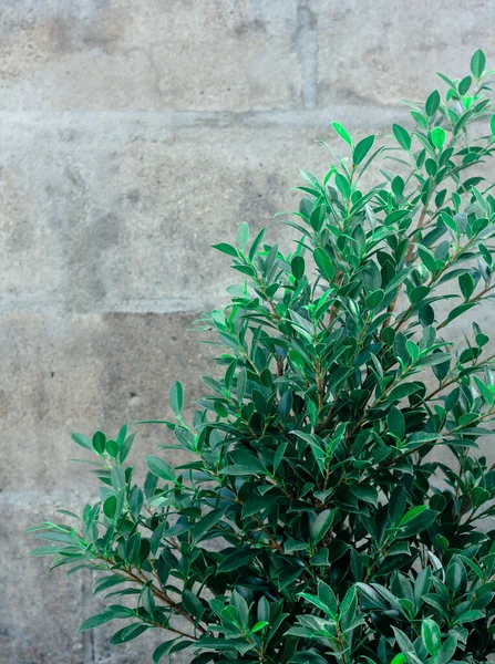 Grüner Busch Mit Altem Betonmauer Hintergrund — Stockfoto
