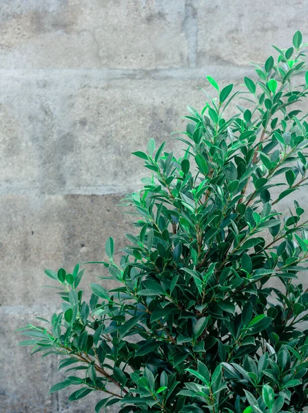 Buisson Vert Avec Vieux Fond Mural Béton — Photo