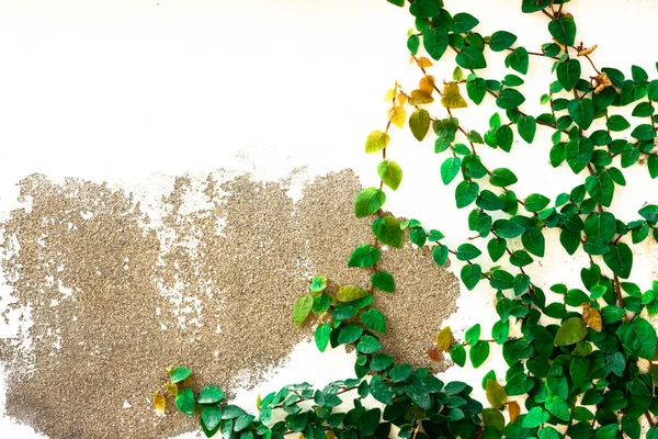 Αναρρίχηση Σύκο Ivy Αναρρίχηση Δέντρο Στον Τοίχο — Φωτογραφία Αρχείου