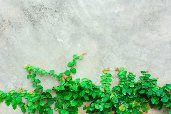 Fig Escalada Ivy Climbing Árvore Parede — Fotografia de Stock