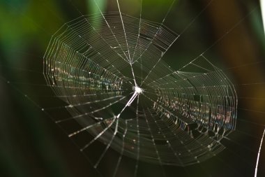 Güzel ve renkli örümcek ağı