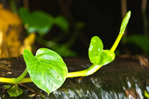 Cima dell'albero di Scindapsus aureus — Foto Stock