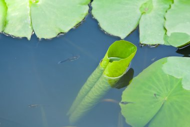 arka plan su ile kıvırcık lotus yaprağı