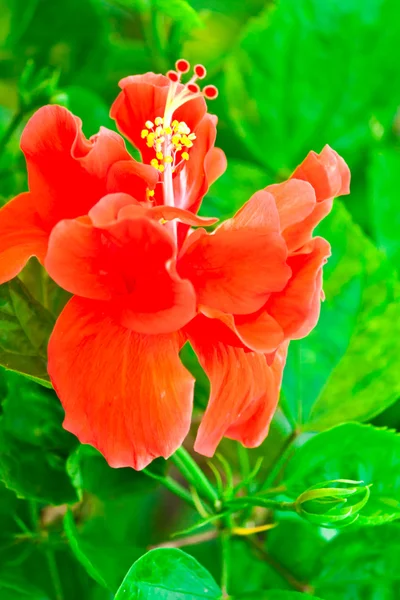 Прекрасна червона квітка хібіска — стокове фото