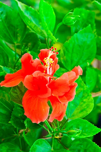 Beautiful red Hawaiian hibiscus flower — Stock Photo, Image