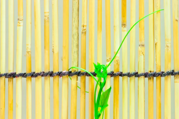 Hiedra brotes en japonés bambú ciego —  Fotos de Stock