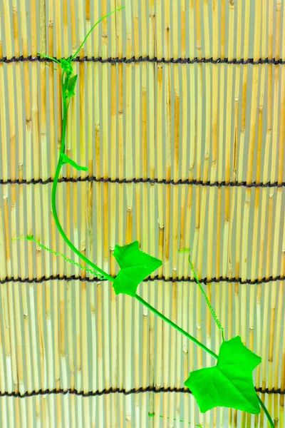 Ivy shoots on  Japanese bamboo blind — Stock Photo, Image