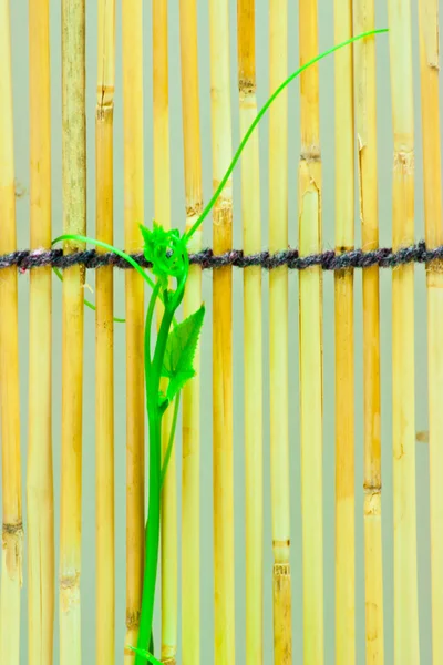 Ivy shoots on  Japanese bamboo blind — Stock Photo, Image