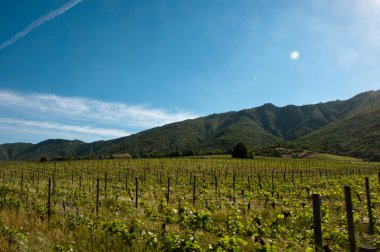 Şili - santa Cruz carmenere ÜRETIM