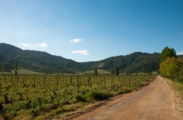 Chile - viñedo carmenere en santa cruz —  Fotos de Stock