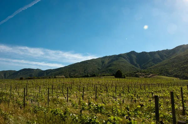 Chile - vigneto carmenere a Santa Cruz Fotografia Stock