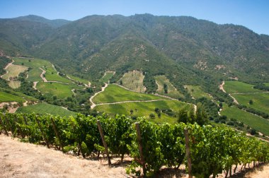Şili - santa Cruz carmenere ÜRETIM