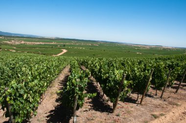 Carmenere ÜRETIM apalta Vadisi - Şili