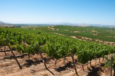 Carmenere ÜRETIM apalta Vadisi - Şili