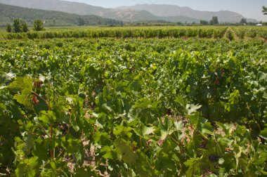 Carmenere ÜRETIM apalta Vadisi - Şili
