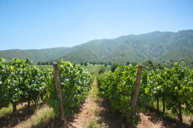 carmenere wineyard in apalta valley - chile clipart