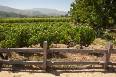 Carmenere ÜRETIM apalta Vadisi - Şili