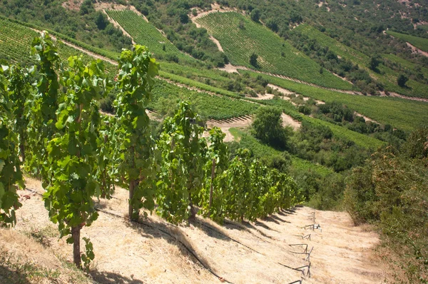 卡麦妮 wineyard 在阿帕尔塔谷-智利 — 图库照片