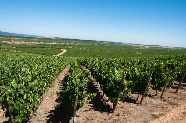 Виноградник carmenere в apalta vfh - chile — стоковое фото