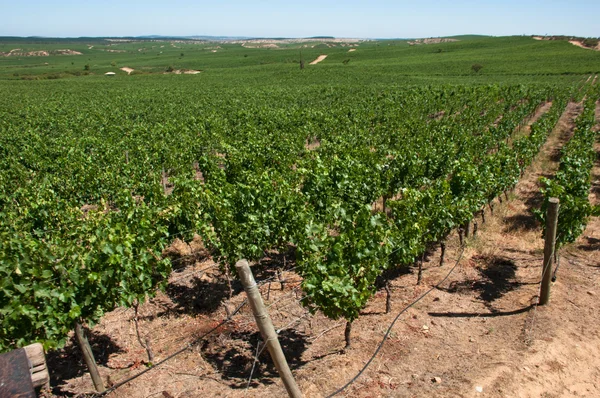 Carmenere weinberg im apalta-tal - chili — Stockfoto