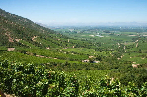 卡麦妮 wineyard 在阿帕尔塔谷-智利 — 图库照片