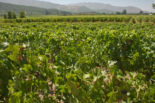 Виноградник carmenere в apalta vfh - chile — стоковое фото