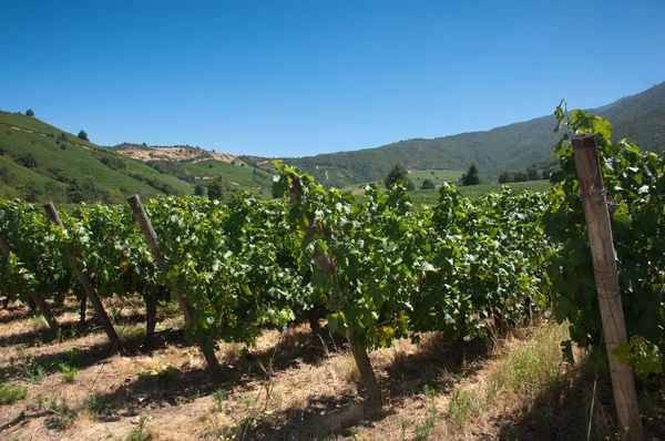 卡麦妮 wineyard 在阿帕尔塔谷-智利 — 图库照片