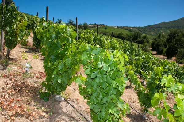 Viñedo carmenere en el valle de apalta - chile — Foto de Stock