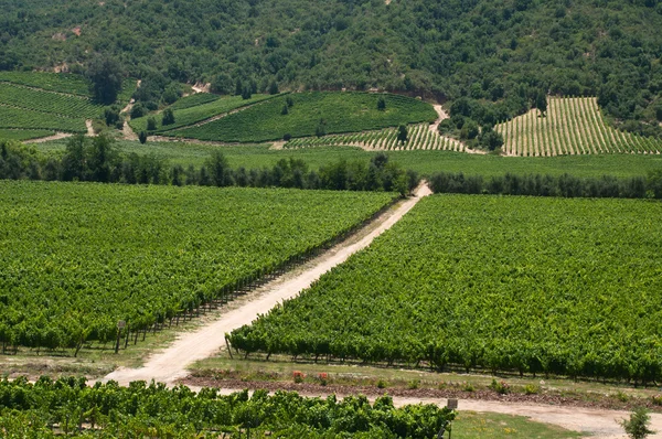 Carmenere wineyard in de apalta valley - Chili Rechtenvrije Stockfoto's