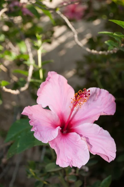 Pink hibiscus — Stock Photo, Image