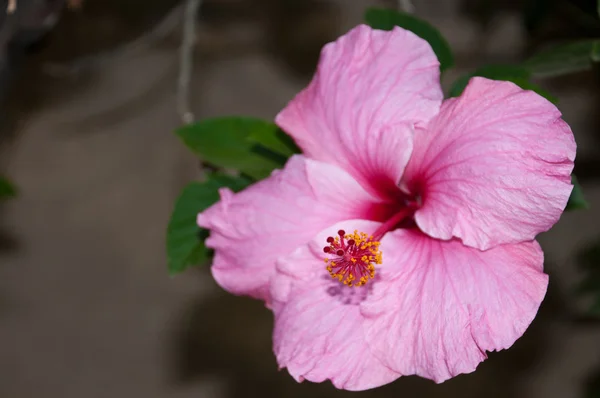 pink hibiscus