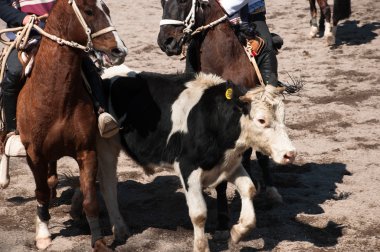 Şili - rodeo de criadores fiestas patrias sırasında